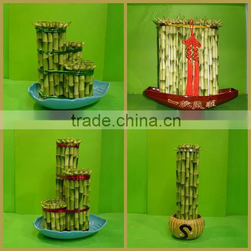 straight lucky bamboo sticks air bonsai tree 10cm-110cm DRACAENA SANDERIANA indoor aquatic plants nursery garden decoration