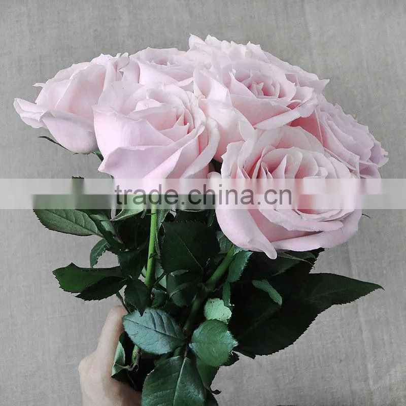 Supply various colors fresh rose flowers from Kunming plants base