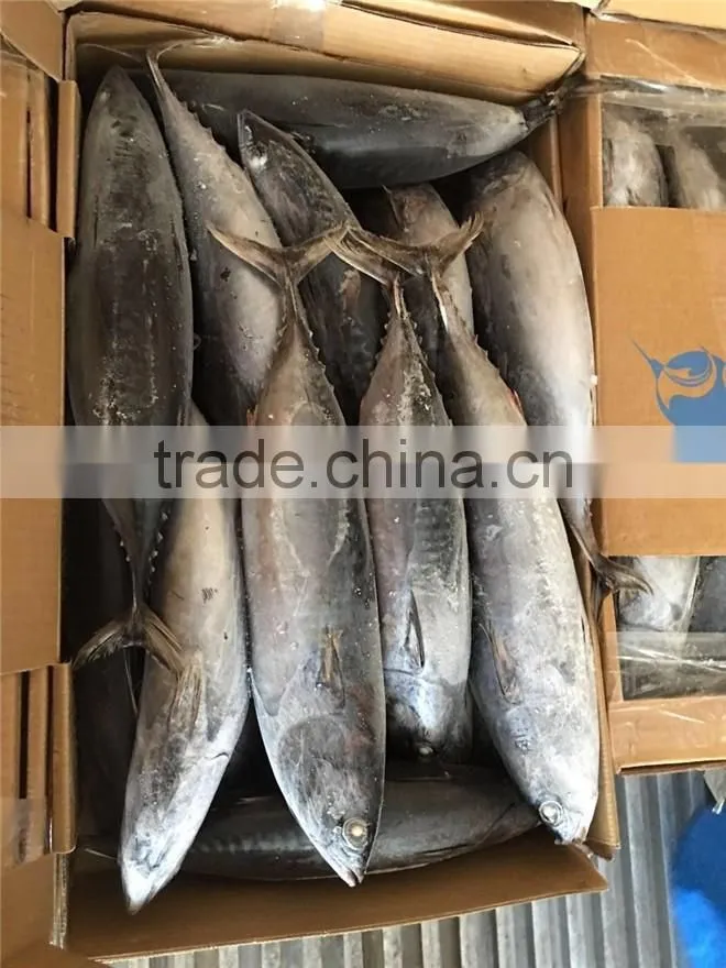 Top grade frozen pacific mackerel for sale