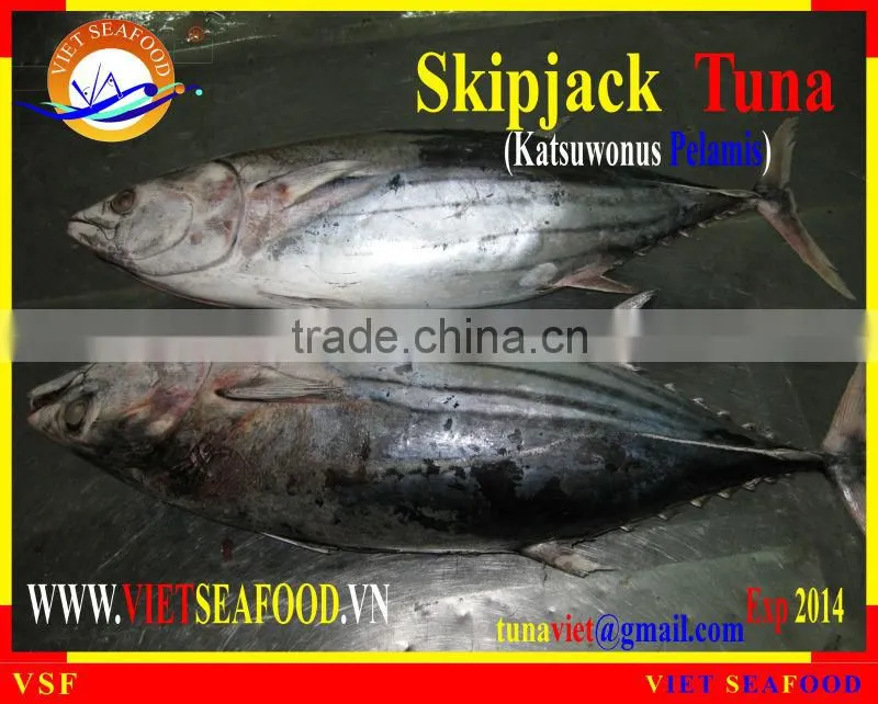 FROZEN SKIPJACK TUNA W/R