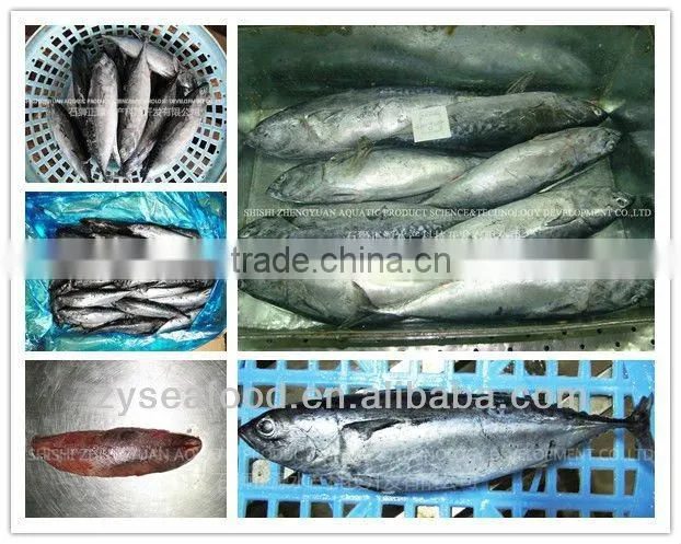 Frozen fish Frozen horse mackerel