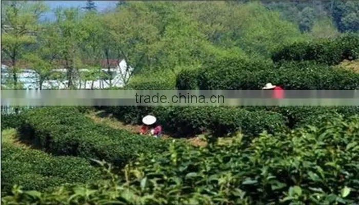 Chinese Organic and health yellow tea Huoshan Huangya yellow tea