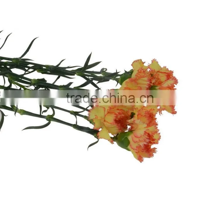 Top grade Carnival cheap flower single stem carnation