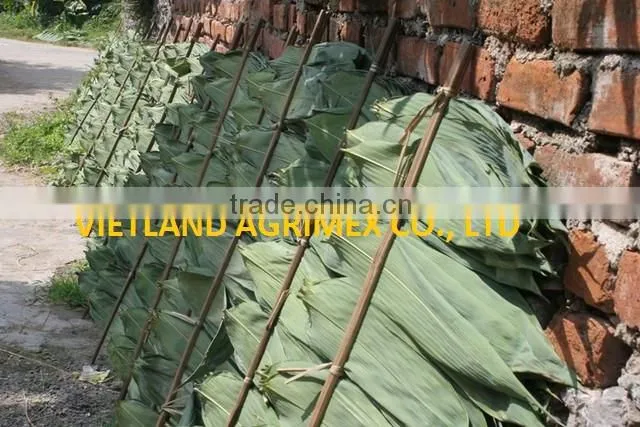 Dry big size Bamboo Leaves