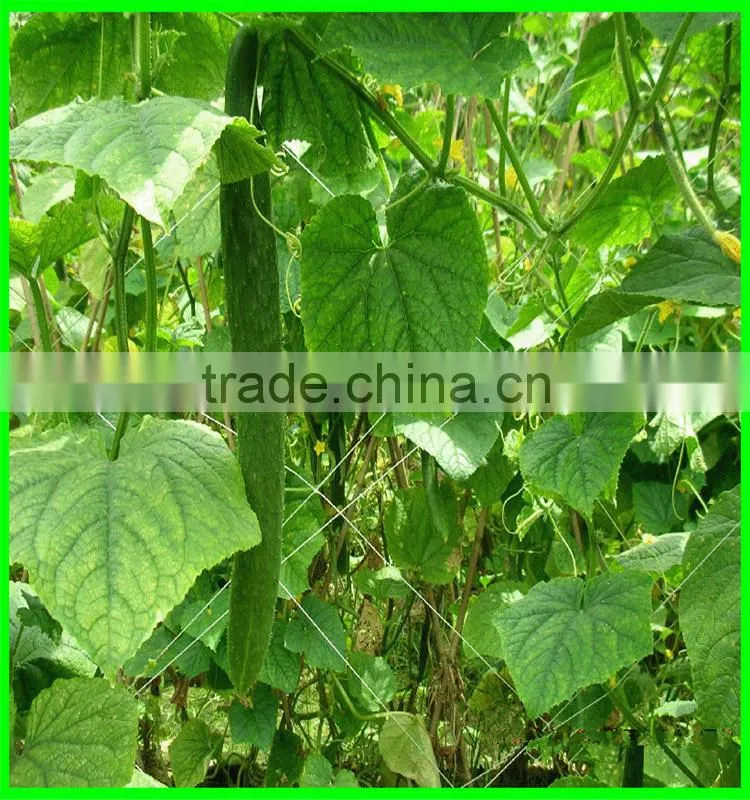 SUPER wire mesh back support for growing plants climbing plant support mesh