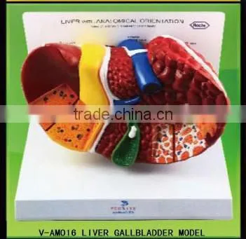 V-AM016 Liver Gallbladder organ Model