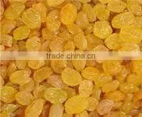 Golden Raisin