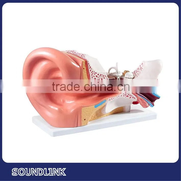 China Soundlink plastic human anatomical ear models