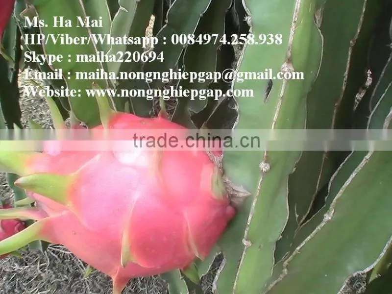 100% Natural Fresh Dragon Fruit from Vietnam-Ms Ha 84974258938