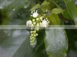 Cascarilla Bark Oil
