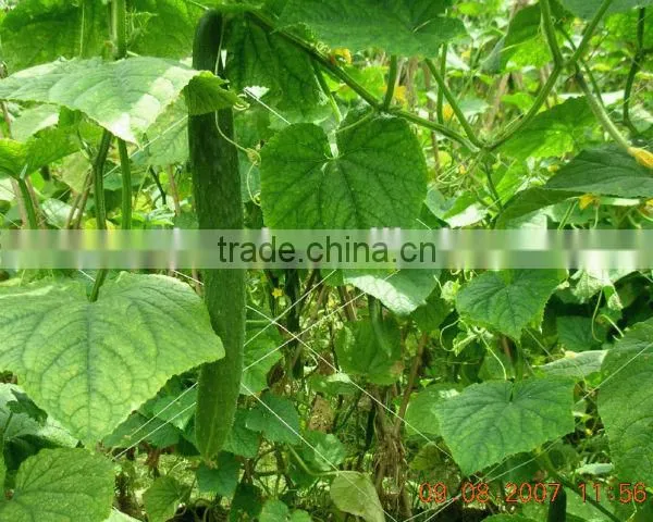 Plant support net/ Plant climbing net