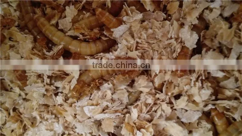 Natural balance pet food supplies mealworms