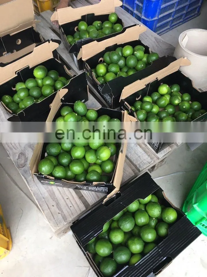Fresh Lime/ Seedless Lime