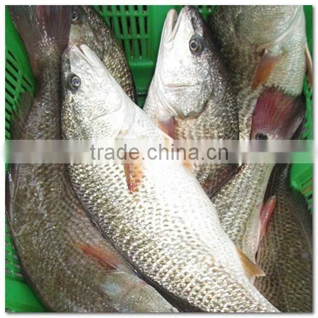 Frozen red drum seafood and fish