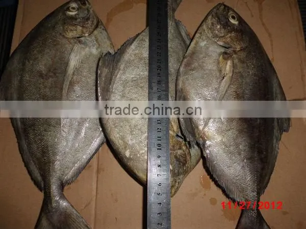 frozen black pomfret