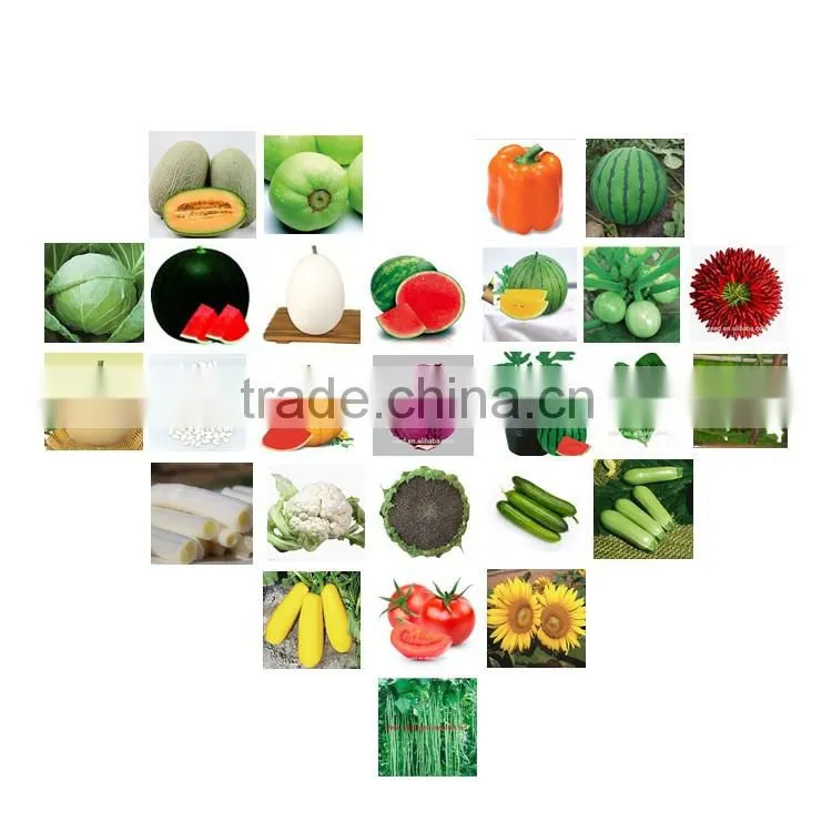 Black Star No.1 Planting hybrid summer squash seeds