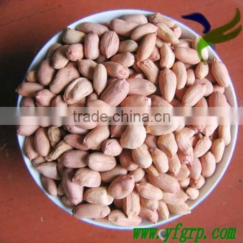 Roasted salted peanuts in shell