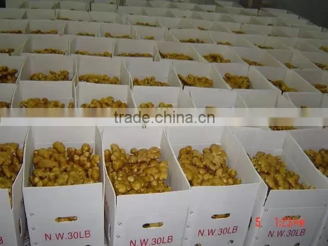 Bulk fresh ginger in carton package