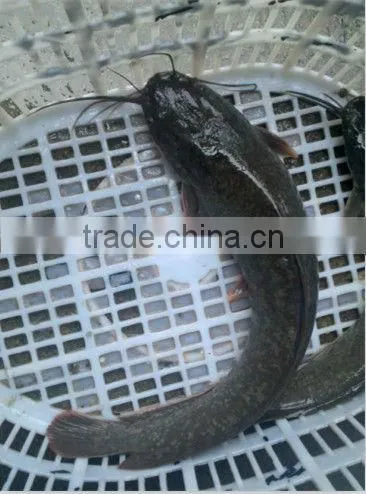 high quality farm catfish frozen