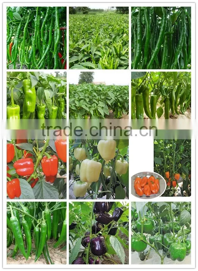 Hybrid Green Horn pepper chili seeds for growing- PS016