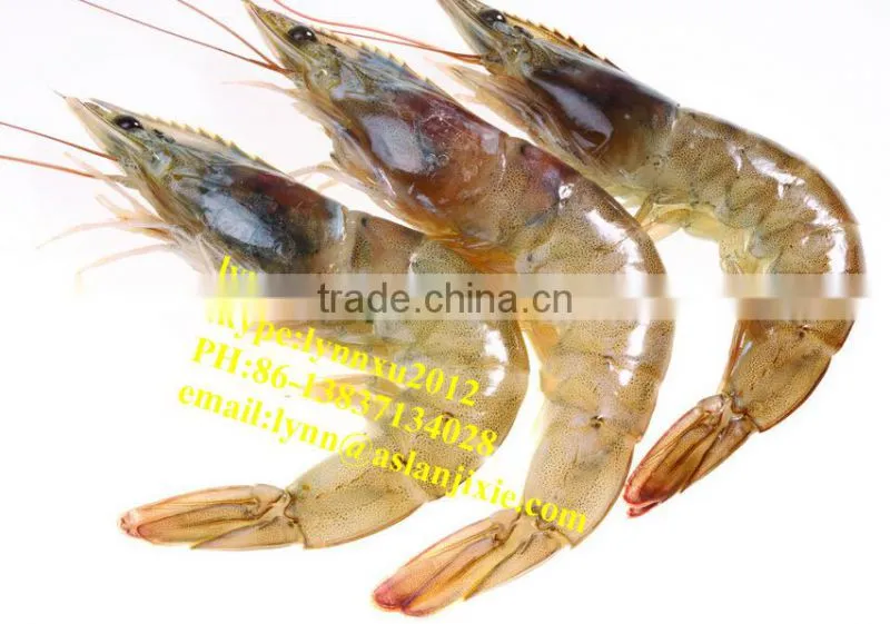 shrimp grading machine/automatic Prawn grader