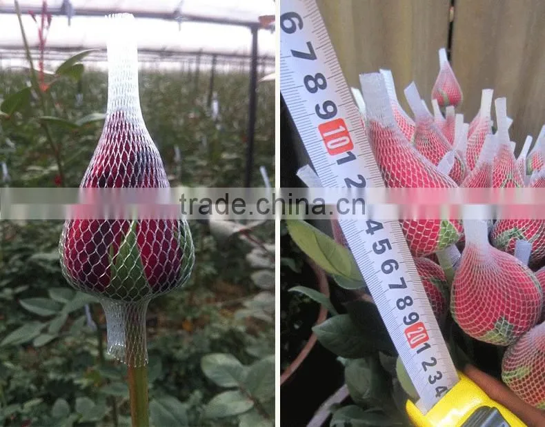 Export cut fresh flower of red rose flower from china
