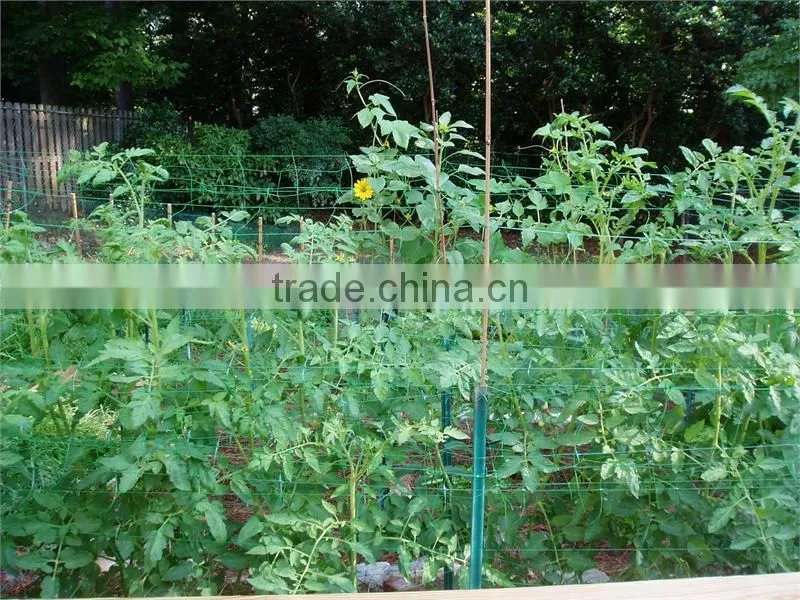 Plant support netting for climbing varieties