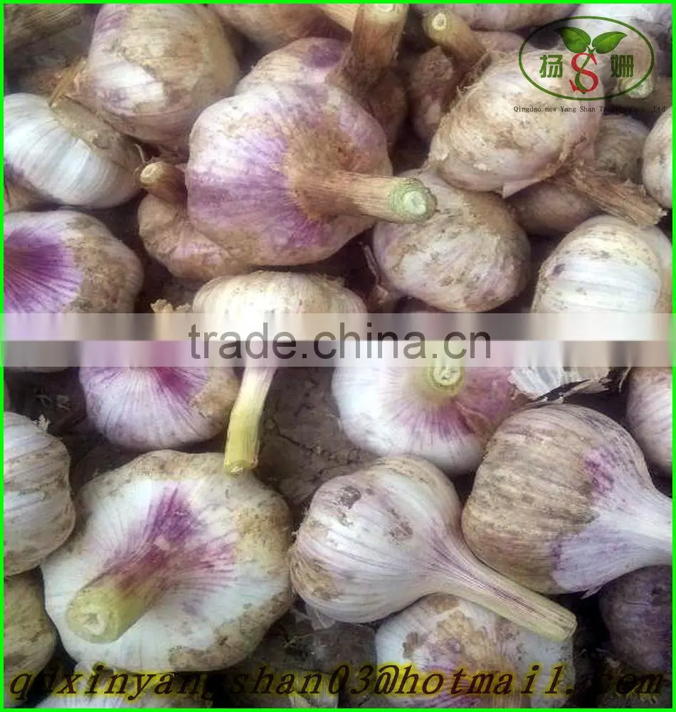 (NEW) 2015 fresh white garlic from 4.0cm---6.0cm
