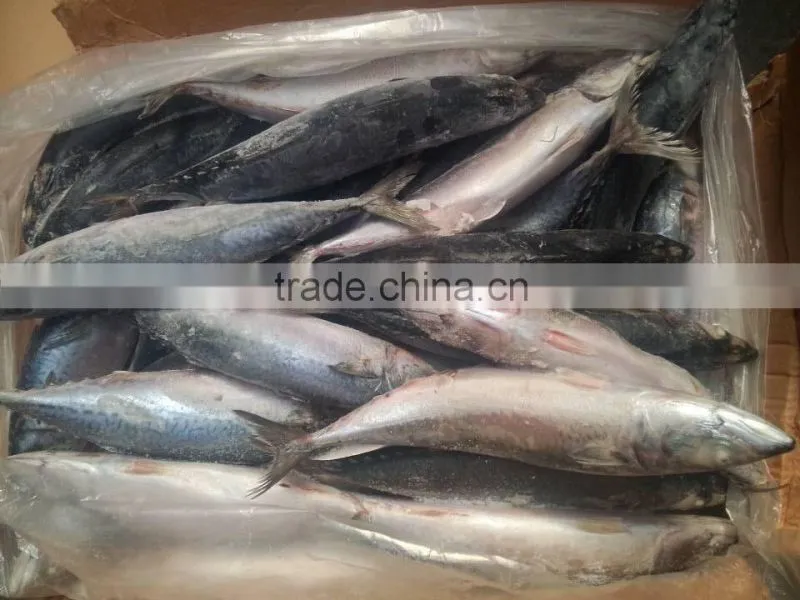 frozen pacific mackerel fish