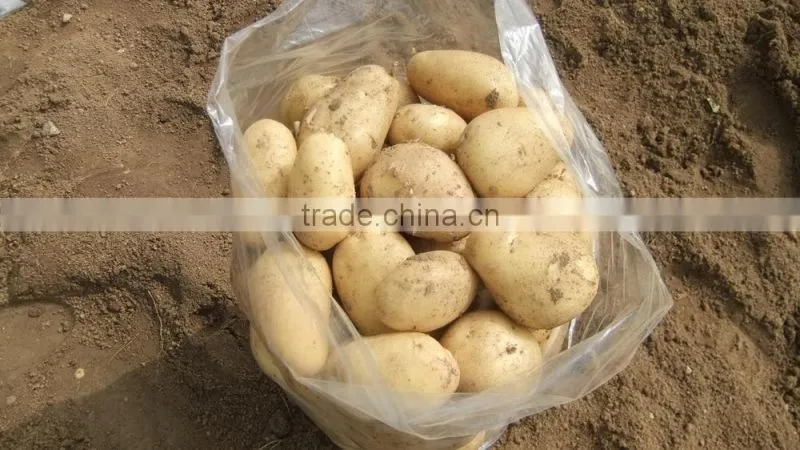 2015 potato with good price
