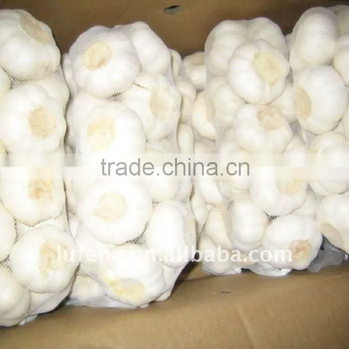 New Crop 2012 Chinese White Garlic