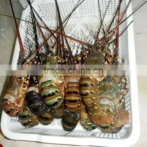FRESH / FROZEN Lobster Vietnam, Panuliru Ornatus