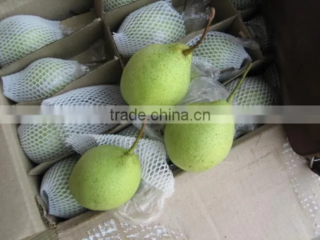 China shandong pear/China Delicious Nashi Pear/ya pear