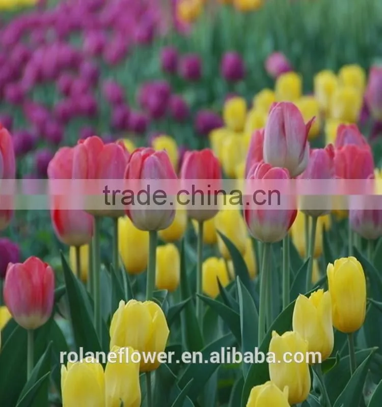best selling beautiful fresh cut yellow tulip bulbs flower for exporting
