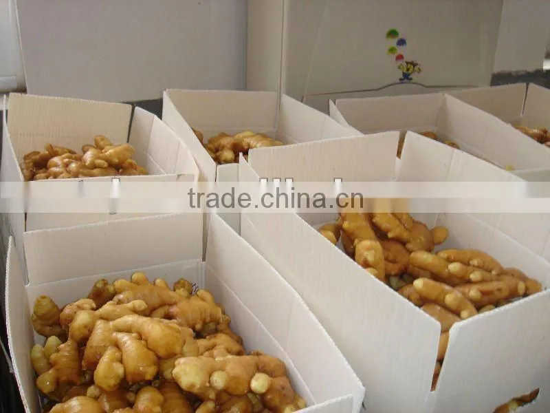 China ginger