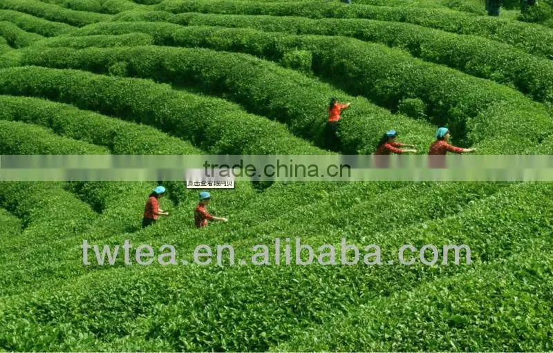 Gift tea Chinese natural jasmine tea