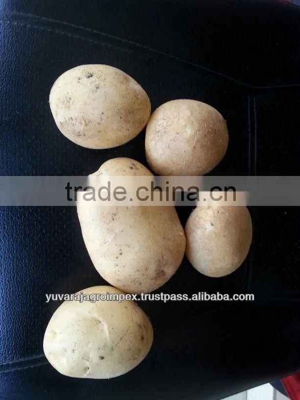 Elongated Potato