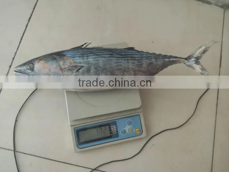 Frozen Bonito tuna Fish