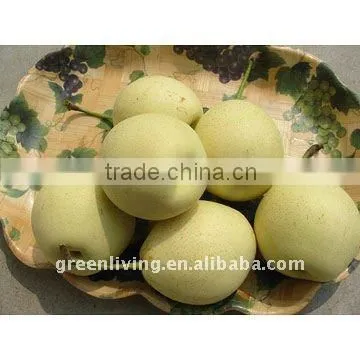 New crop Ya pear,fresh pear in China