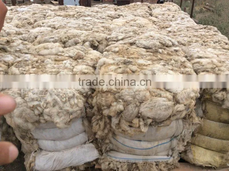 100% greasy Russian sheep wool, 28-38mic, 80-95mm, natural white color