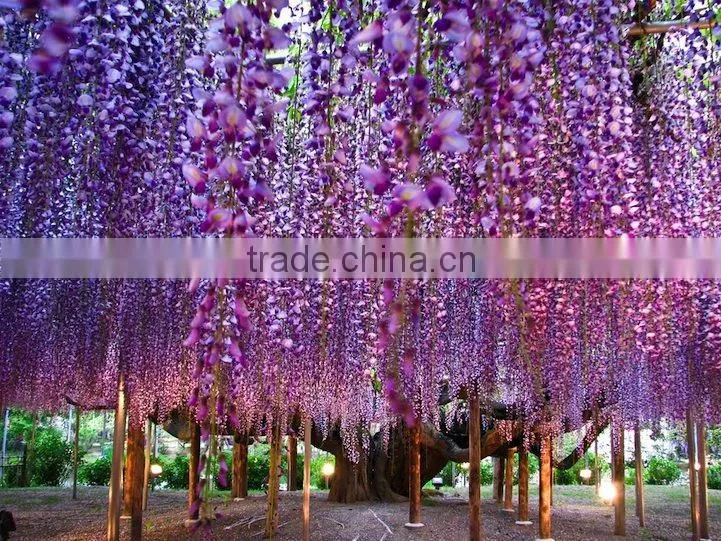 Wisteria Tree Seeds Chinese Wisteria sinensis Seeds Vine Purple Flowers Bonsai Seeds For Planting