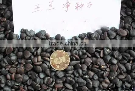2016 Newest Purple Magnolia Seeds Mulan Tree Seeds For Planting