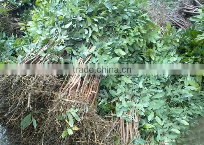 longan fruit trees