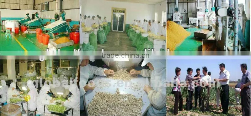Garlic Powder Global Foods
