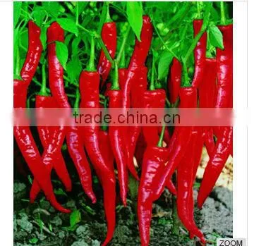 Pure capsaicin with factory price in China