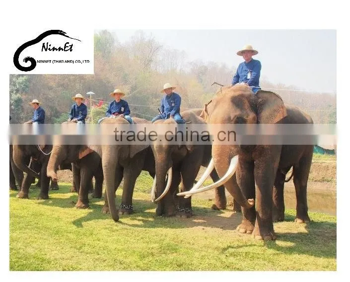 Wood Carved Elephant from Thailand