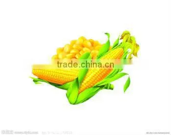 Corn Processing Machinery for Flour/Grits/Germs