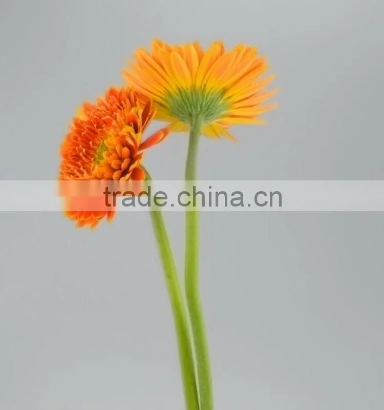 Popular Golden Sun exquisite wedding flowers gerberas