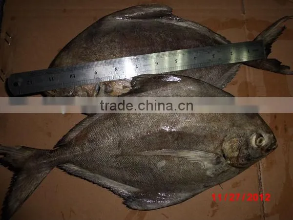 IQF black pomfret