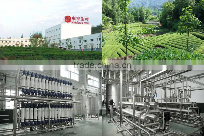 GMP factory supplys green tea powder EGCG antioxidant products instant powder
